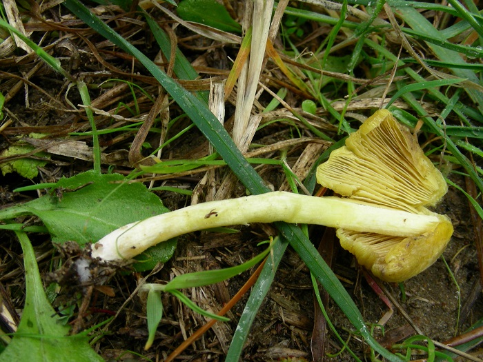 587 Febbraio vecchio ritrovamento